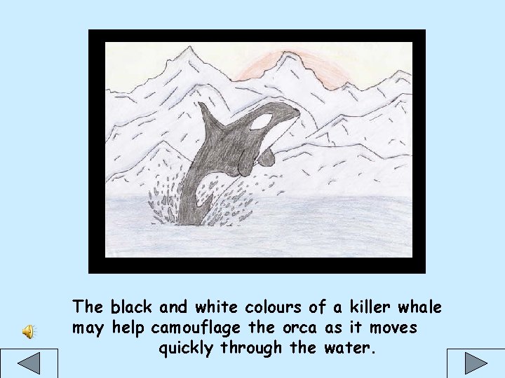  The black and white colours of a killer whale may help camouflage the
