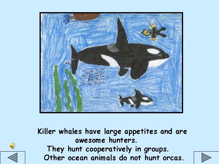 Killer whales have large appetites and are awesome hunters. They hunt cooperatively in groups.