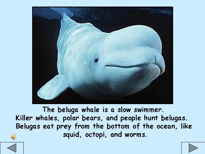 The beluga whale is a slow swimmer. Killer whales, polar bears, and people hunt