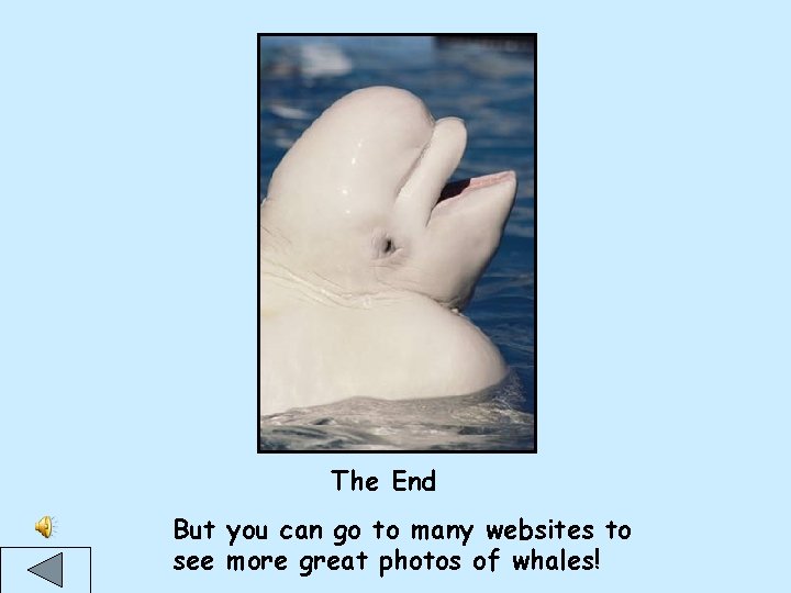 The End But you can go to many websites to see more great photos