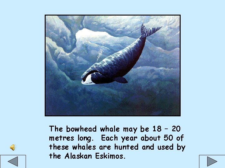 The bowhead whale may be 18 – 20 metres long. Each year about 50