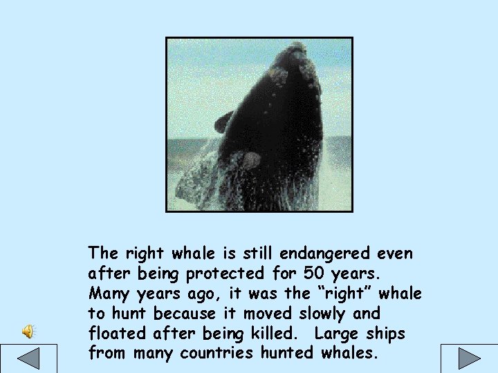 The right whale is still endangered even after being protected for 50 years. Many