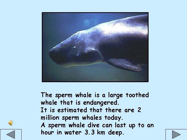 The sperm whale is a large toothed whale that is endangered. It is estimated