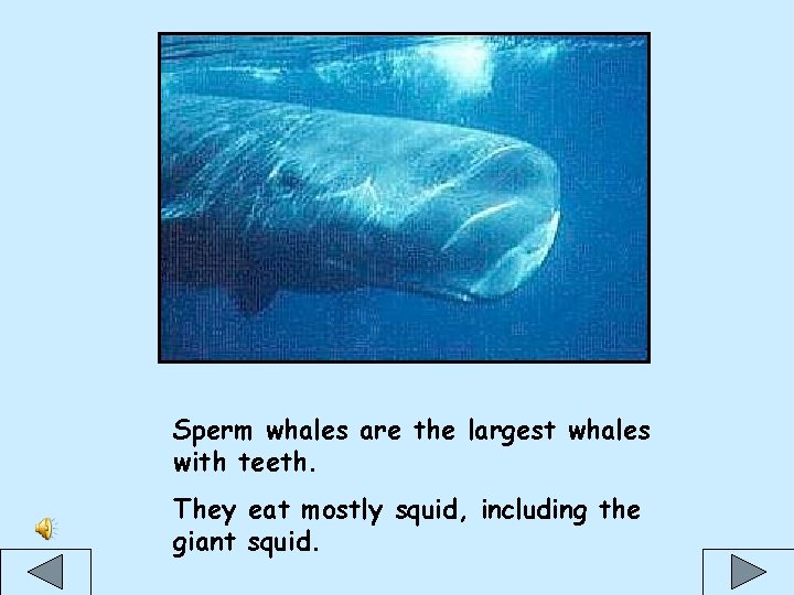 Sperm whales are the largest whales with teeth. They eat mostly squid, including the