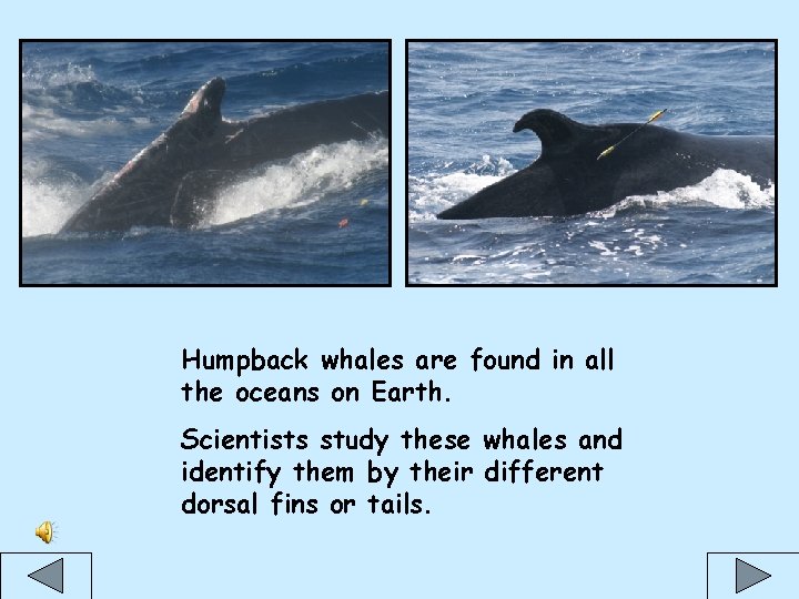 Humpback whales are found in all the oceans on Earth. Scientists study these whales