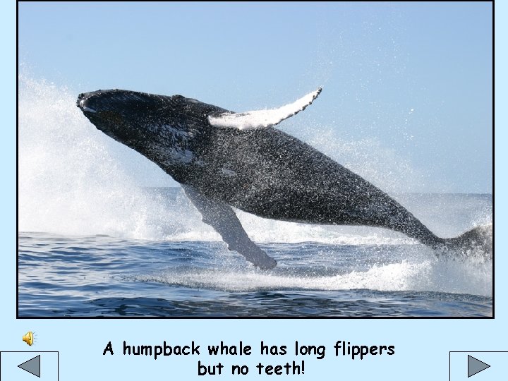 A humpback whale has long flippers but no teeth! 
