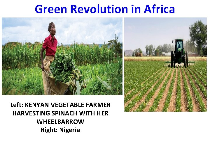 Green Revolution in Africa Left: KENYAN VEGETABLE FARMER HARVESTING SPINACH WITH HER WHEELBARROW Right: