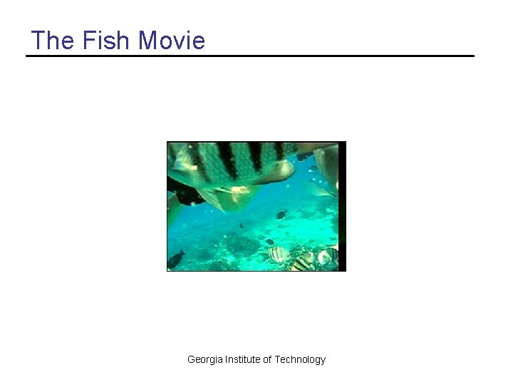 The Fish Movie Georgia Institute of Technology 