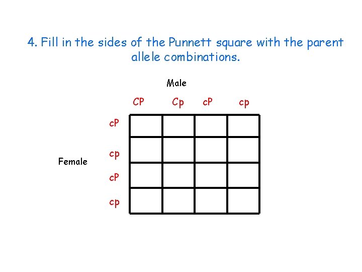 4. Fill in the sides of the Punnett square with the parent allele combinations.