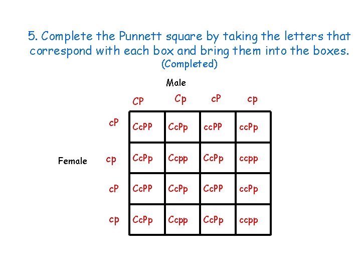 5. Complete the Punnett square by taking the letters that correspond with each box