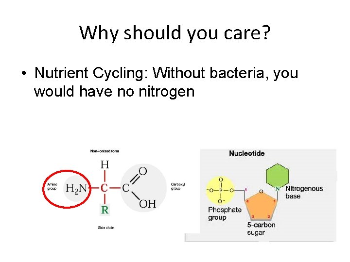 Why should you care? • Nutrient Cycling: Without bacteria, you would have no nitrogen