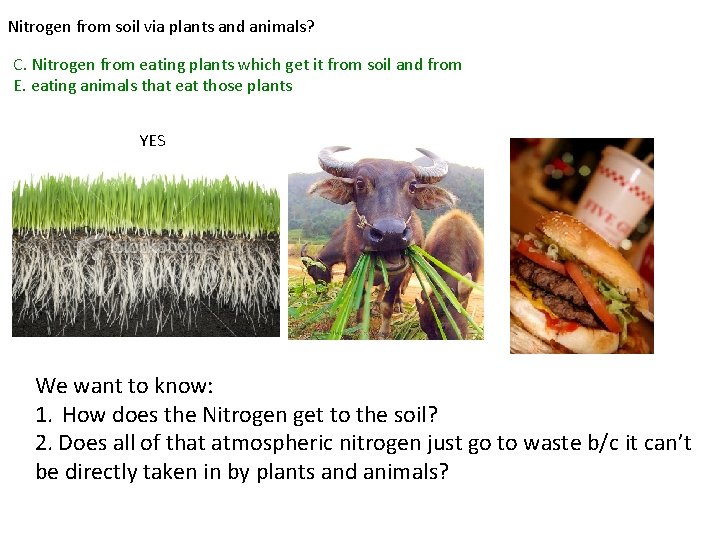 Nitrogen from soil via plants and animals? C. Nitrogen from eating plants which get