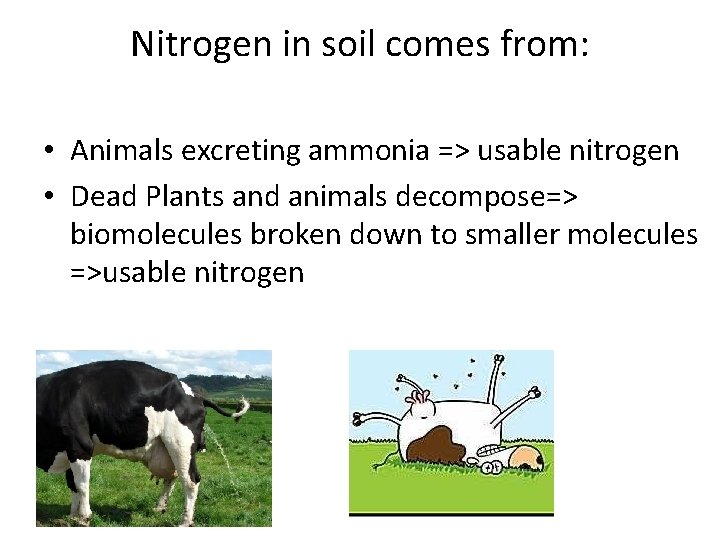 Nitrogen in soil comes from: • Animals excreting ammonia => usable nitrogen • Dead