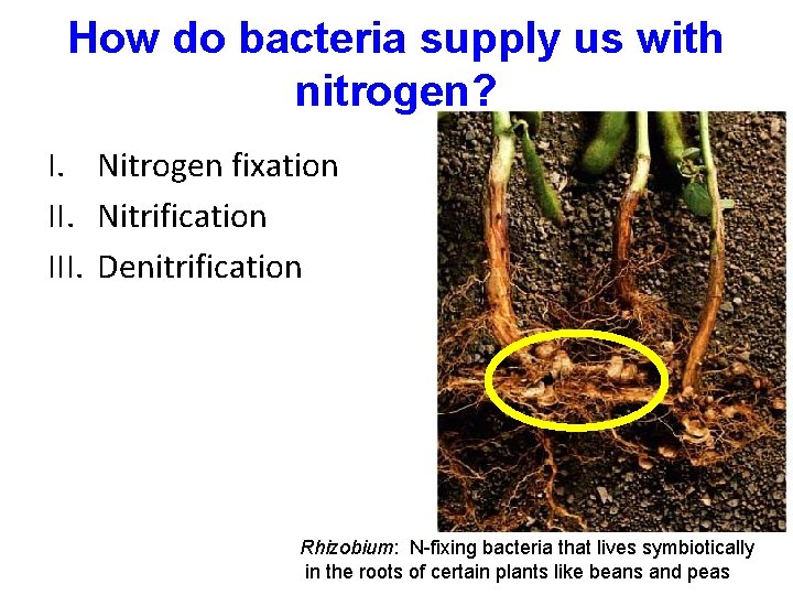 How do bacteria supply us with nitrogen? I. Nitrogen fixation II. Nitrification III. Denitrification