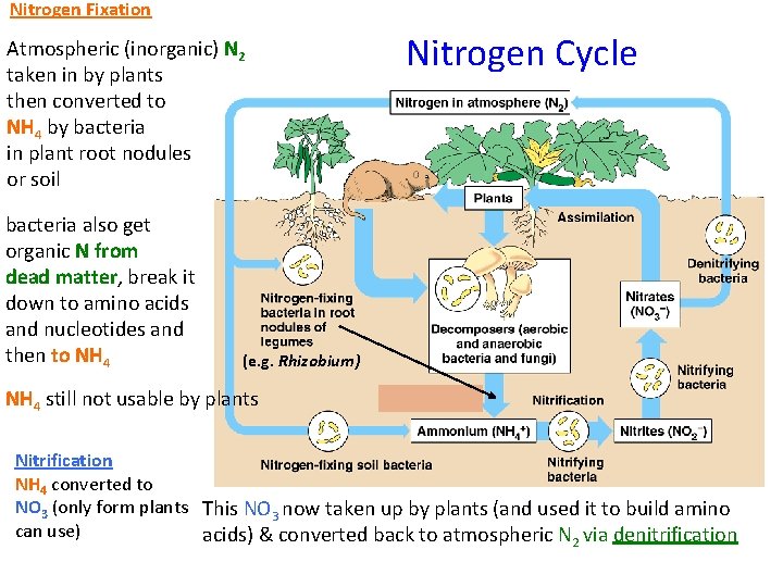 Nitrogen Fixation Atmospheric (inorganic) N 2 taken in by plants then converted to NH