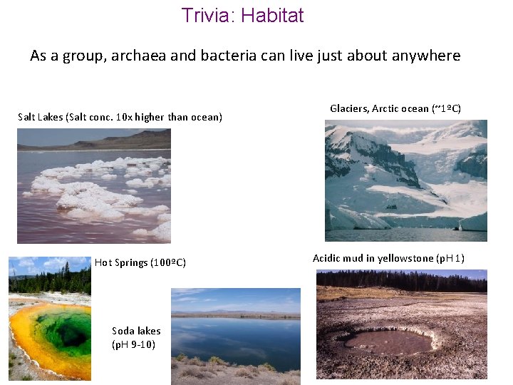 Trivia: Habitat As a group, archaea and bacteria can live just about anywhere Salt