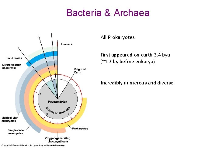 Bacteria & Archaea All Prokaryotes First appeared on earth 3. 4 bya (~1. 7