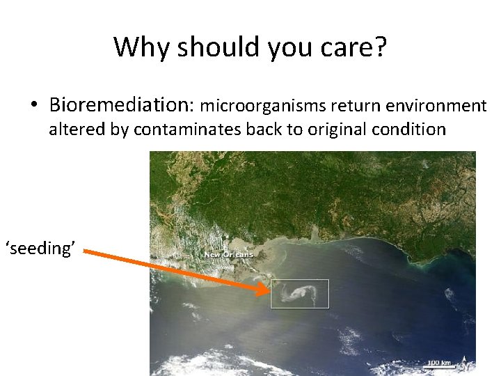Why should you care? • Bioremediation: microorganisms return environment altered by contaminates back to