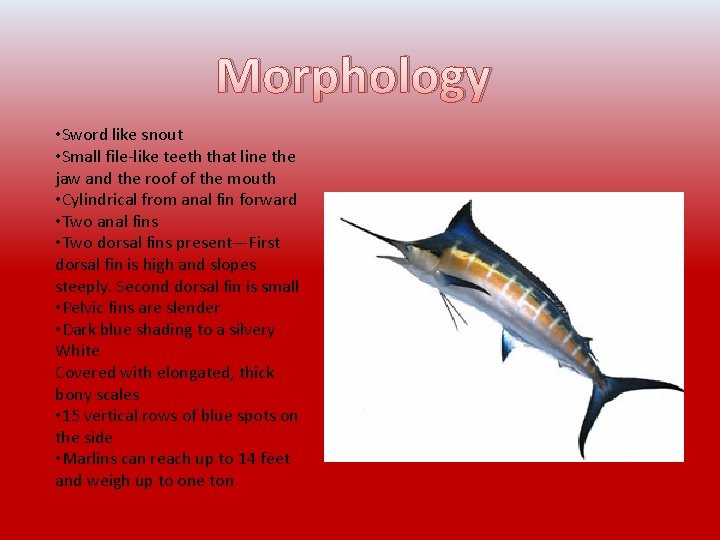 Morphology • Sword like snout • Small file-like teeth that line the jaw and