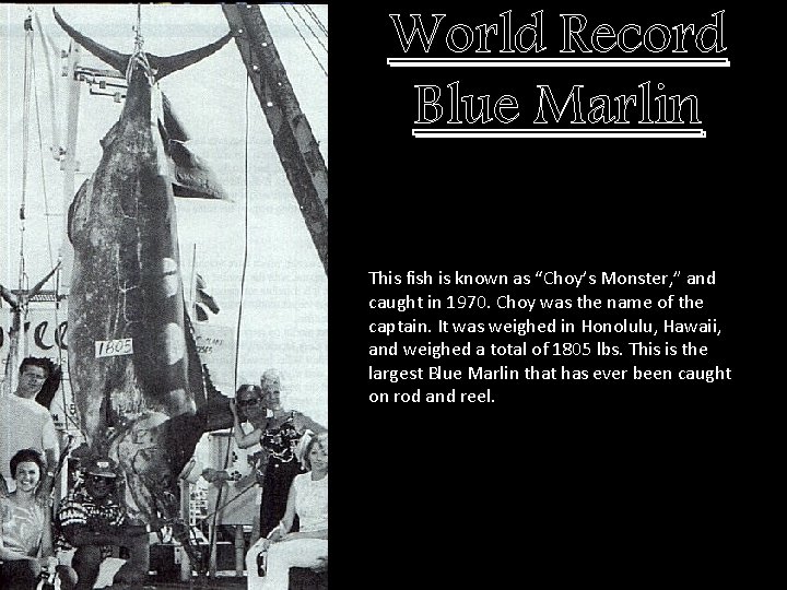 World Record Blue Marlin This fish is known as “Choy’s Monster, ” and caught