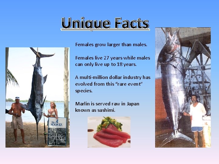 Unique Facts Females grow larger than males. Females live 27 years while males can