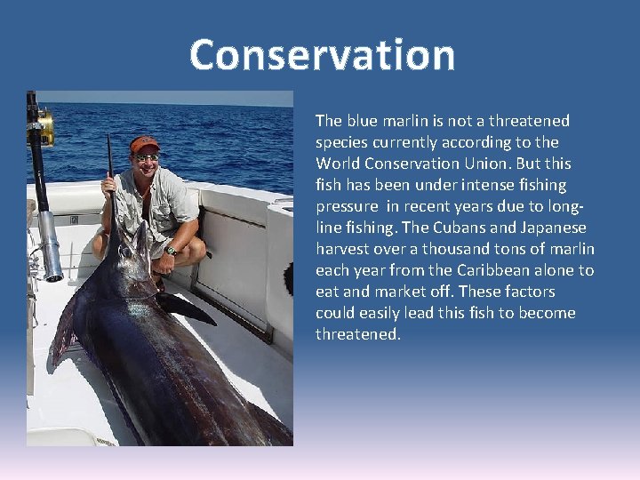 Conservation The blue marlin is not a threatened species currently according to the World
