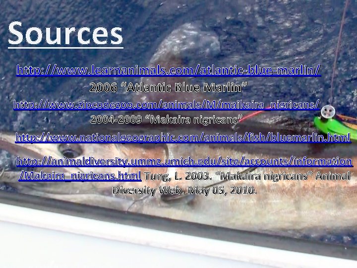 Sources http: //www. learnanimals. com/atlantic-blue-marlin/ 2006 “Atlantic Blue Marlin” http: //www. zipcodezoo. com/animals/M/maikaira_nigricans/ 2004