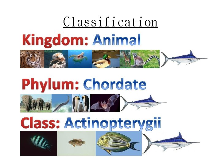 Classification Kingdom: Phylum: Class: 