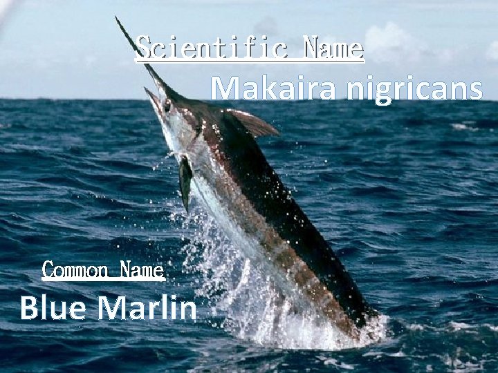 Scientific Name Makaira nigricans Common Name Blue Marlin 