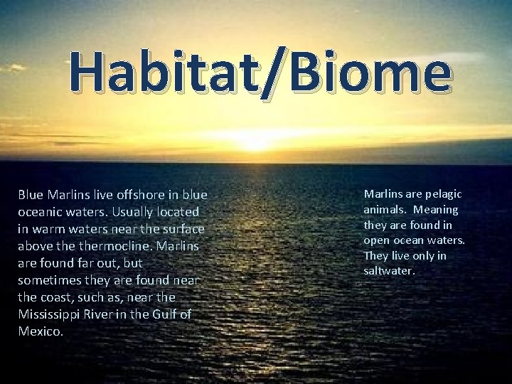 Habitat/Biome Blue Marlins live offshore in blue oceanic waters. Usually located in warm waters