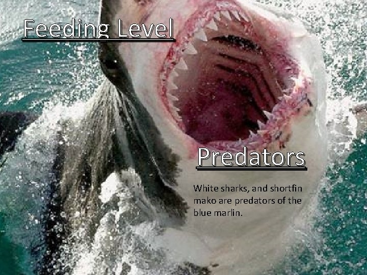 Feeding Level Predators White sharks, and shortfin mako are predators of the blue marlin.