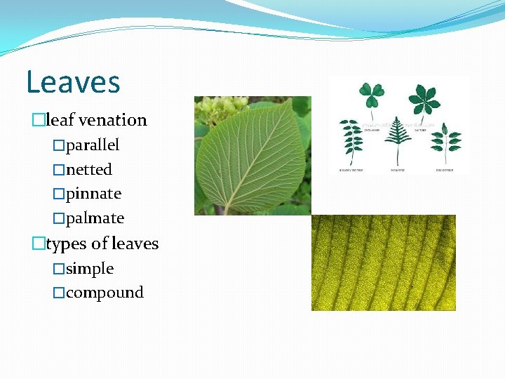 Leaves �leaf venation �parallel �netted �pinnate �palmate �types of leaves �simple �compound 