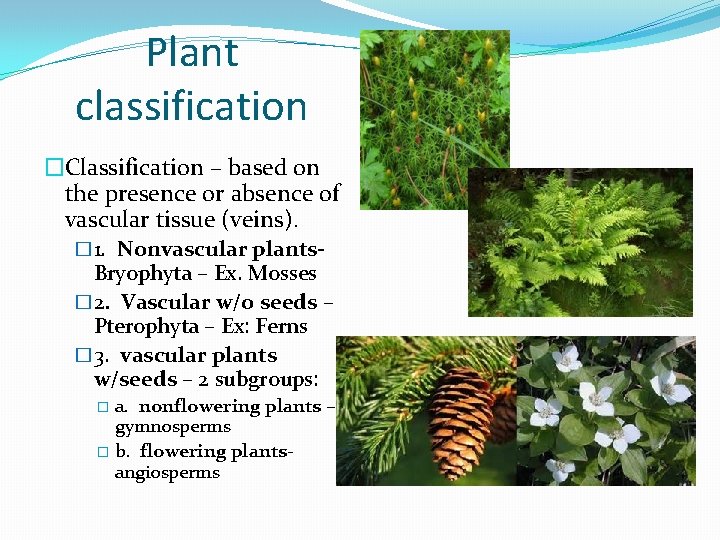 Plant classification �Classification – based on the presence or absence of vascular tissue (veins).