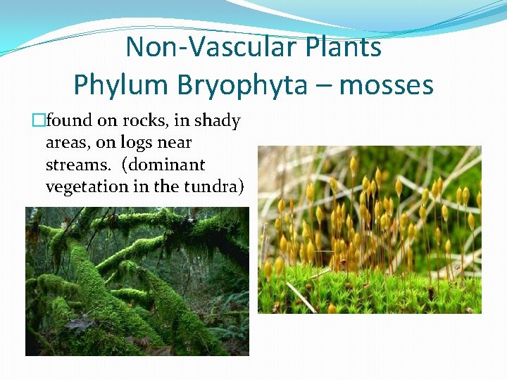 Non-Vascular Plants Phylum Bryophyta – mosses �found on rocks, in shady areas, on logs