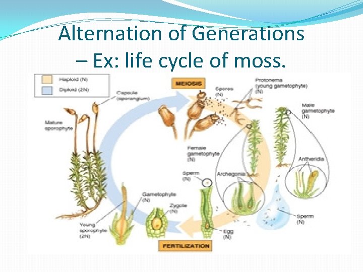 Alternation of Generations – Ex: life cycle of moss. 