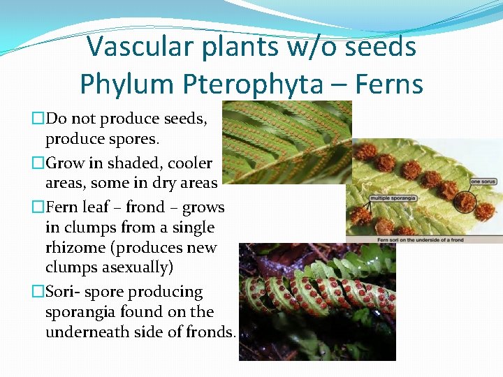 Vascular plants w/o seeds Phylum Pterophyta – Ferns �Do not produce seeds, produce spores.