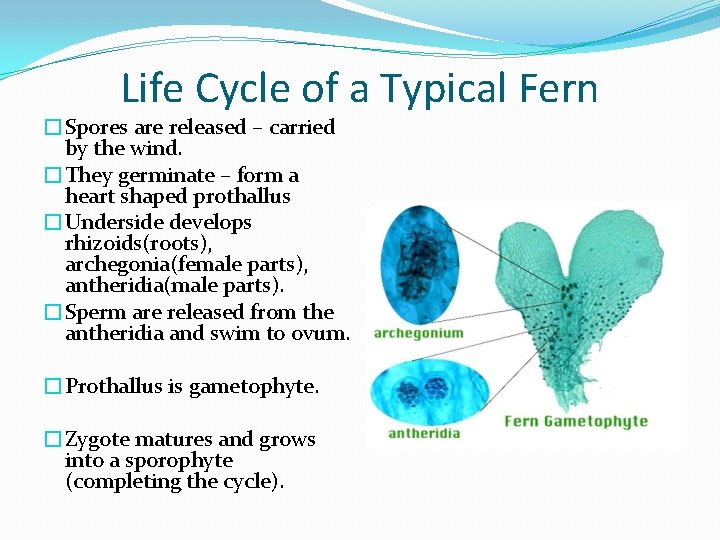 Life Cycle of a Typical Fern �Spores are released – carried by the wind.