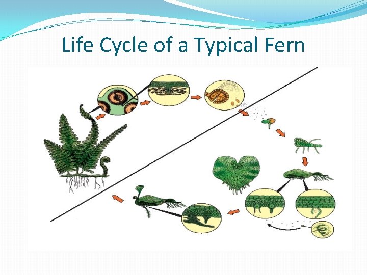 Life Cycle of a Typical Fern 