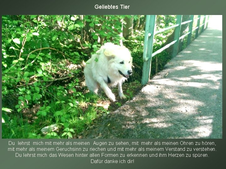 Geliebtes Tier Du lehrst mich mit mehr als meinen Augen zu sehen, mit mehr