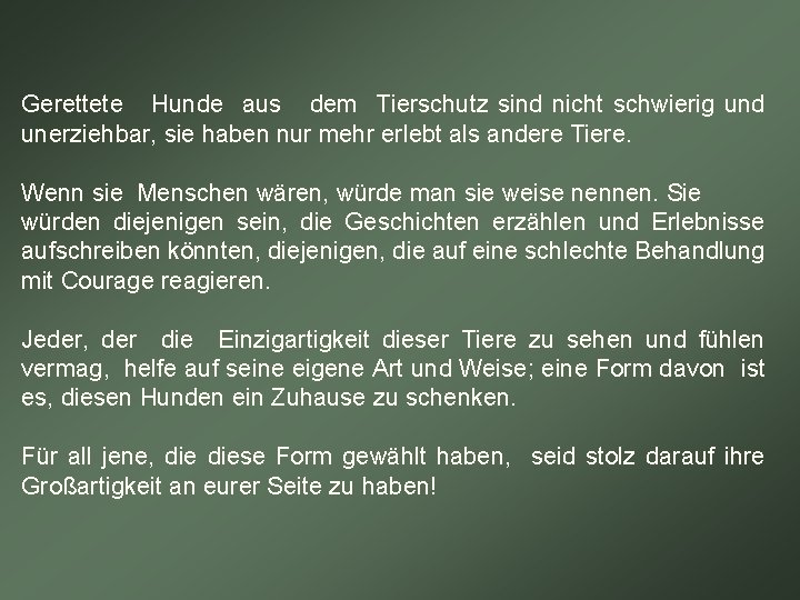 Gerettete Hunde aus dem Tierschutz sind nicht schwierig und unerziehbar, sie haben nur mehr