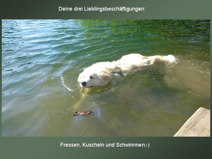 Deine drei Lieblingsbeschäftigungen: Fressen, Kuscheln und Schwimmen: -) 