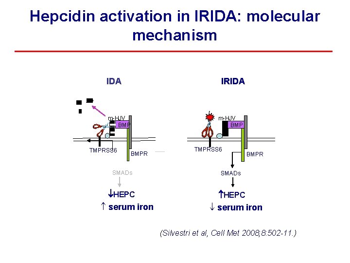 Hepcidin activation in IRIDA: molecular mechanism IDA IRIDA m-HJV BMP TMPRSS 6 m-HJV BMPR