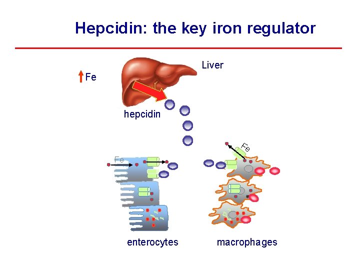 Hepcidin: the key iron regulator Liver Fe hepcidin Fe Fe enterocytes macrophages 
