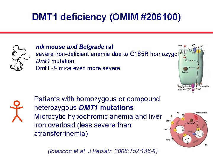 DMT 1 deficiency (OMIM #206100) mk mouse and Belgrade rat severe iron-deficient anemia due