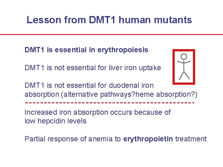 Lesson from DMT 1 human mutants DMT 1 is essential in erythropoiesis DMT 1