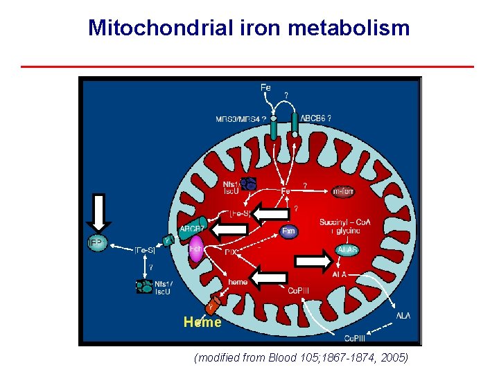 Mitochondrial iron metabolism Heme (modified from Blood 105; 1867 -1874, 2005) 