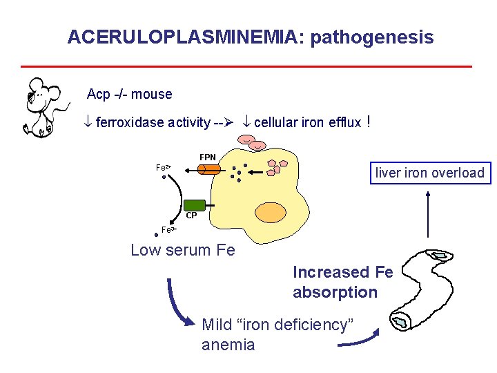 ACERULOPLASMINEMIA: pathogenesis Acp -/- mouse ! ( ( ferroxidase activity -- cellular iron efflux