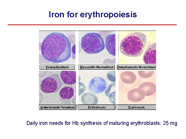 Iron for erythropoiesis Daily iron needs for Hb synthesis of maturing erythroblasts: 25 mg