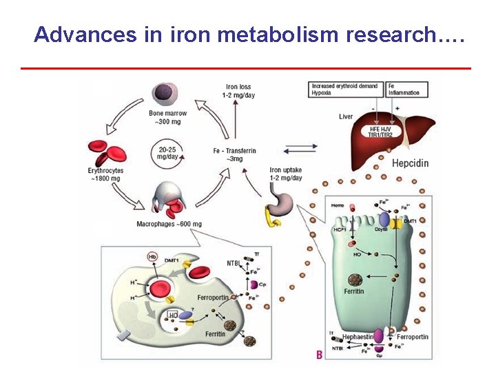 Advances in iron metabolism research…. 