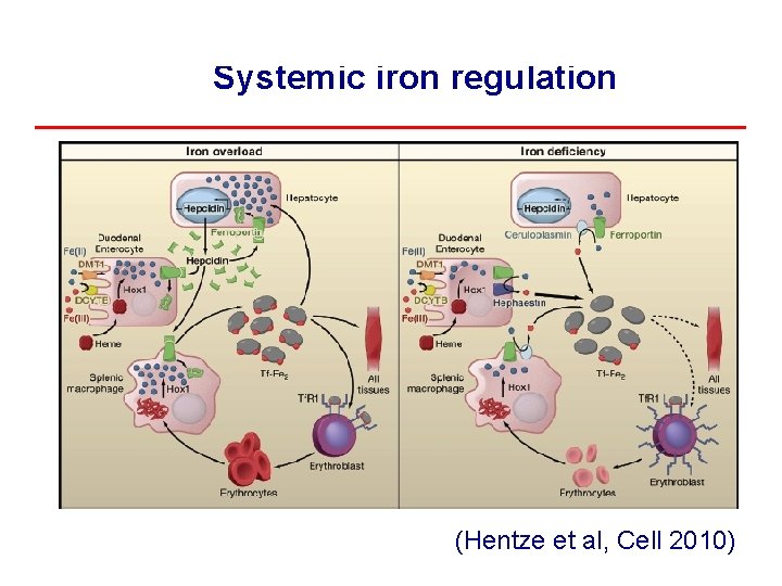 Systemic iron regulation (Hentze et al, Cell 2010) 